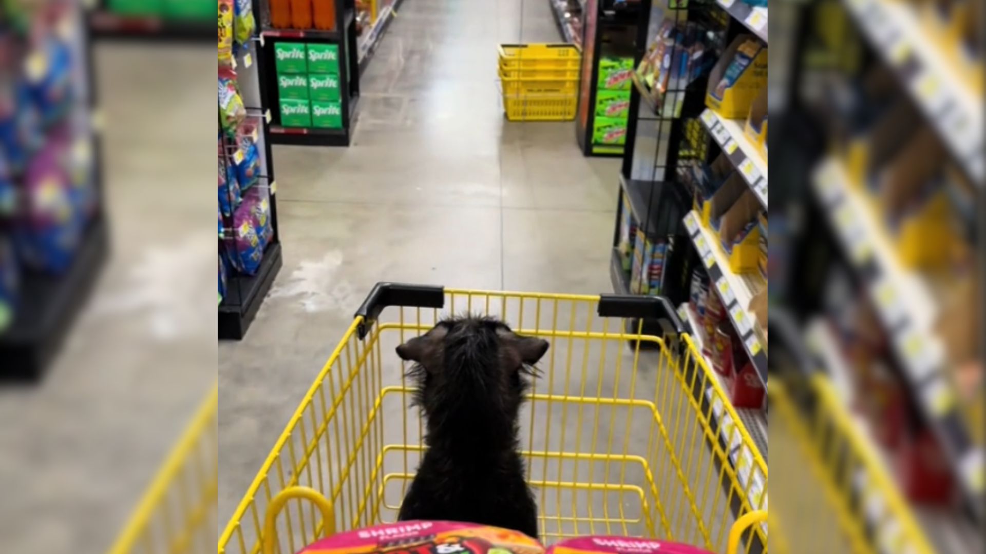 sweet dog