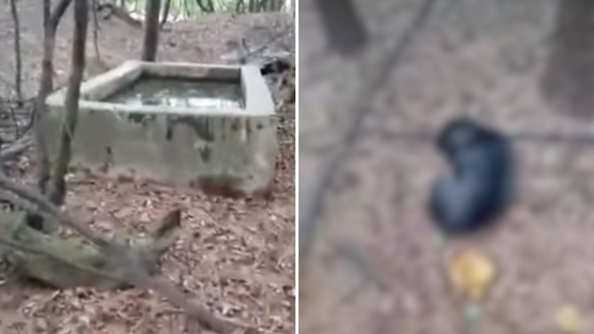dog in forest
