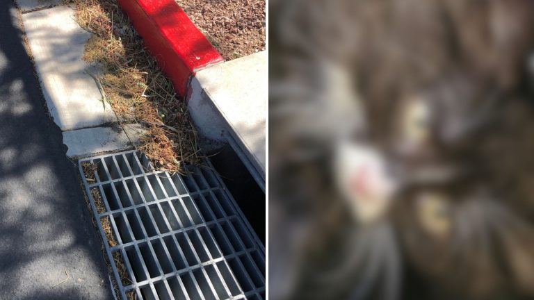 cat in drain