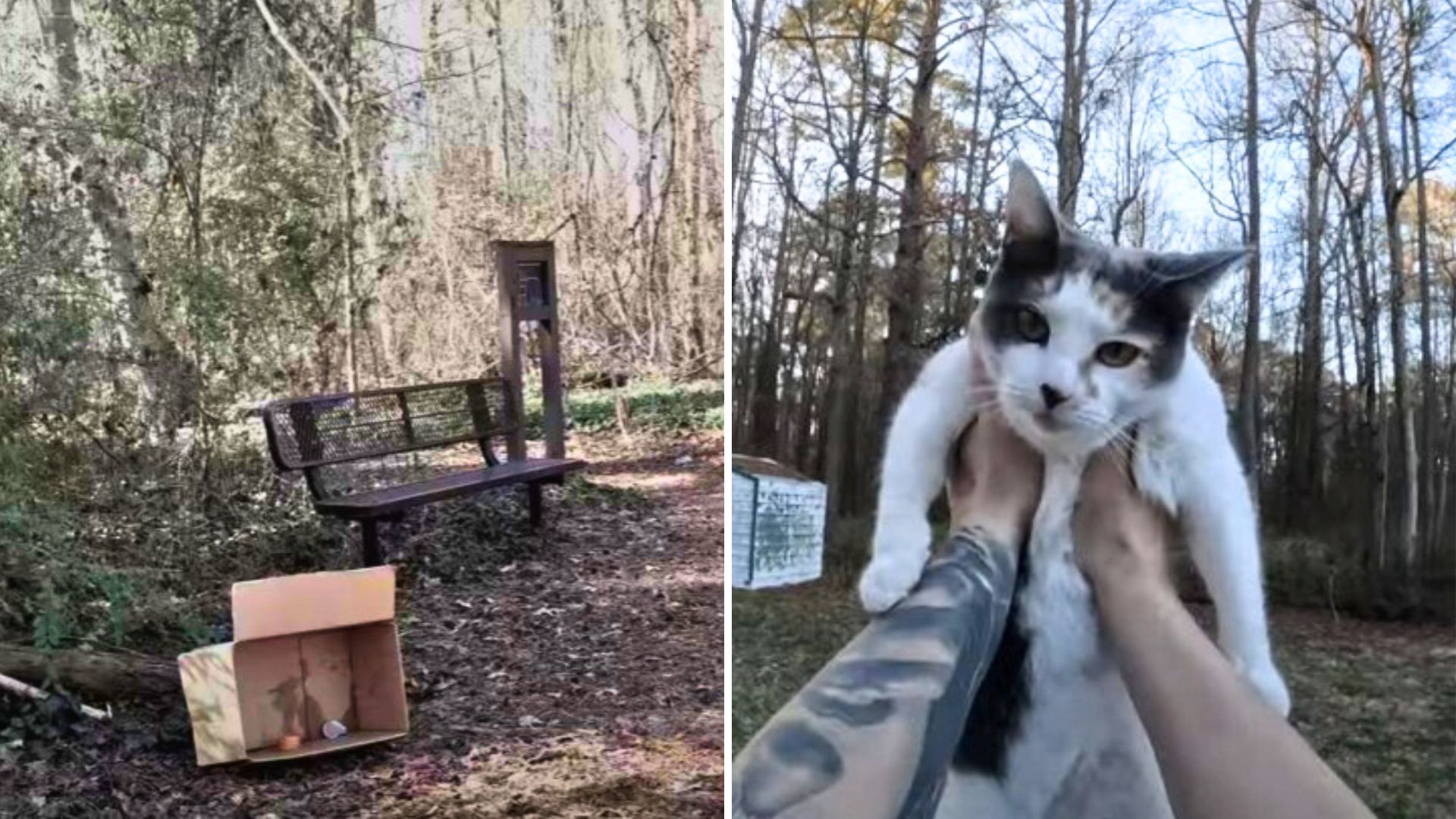 Man Spots An Abandoned Box In The Park And Discovers A Heartwarming Surprise Inside