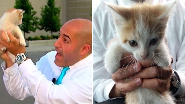 Michigan Reporter Couldn’t Believe The Furry Guest Who Joined His Live Segment
