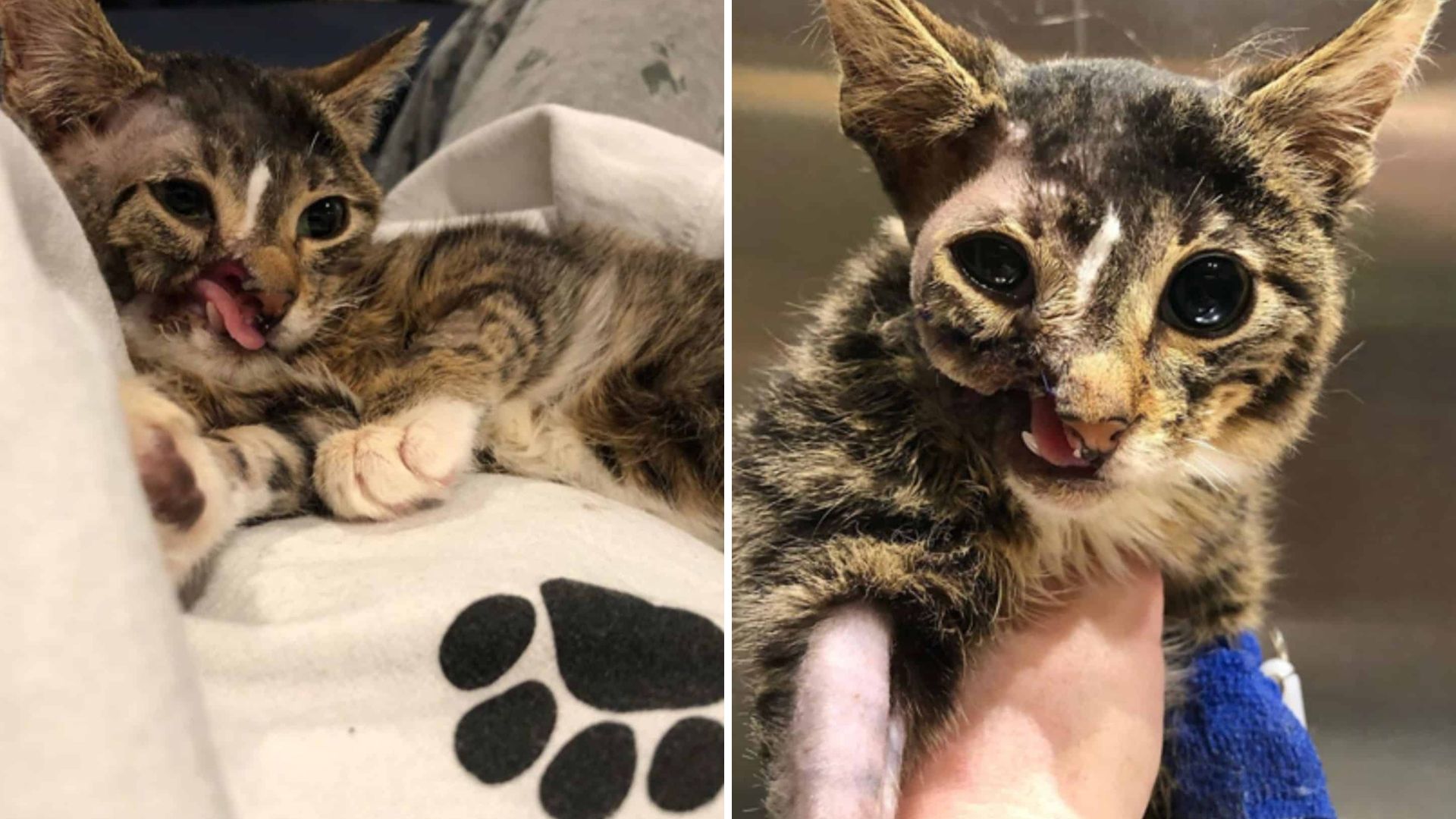 NY Cat Missing Half Of His Face Became One Of The 'Hard To Adopt' Ones But Then He Met Her