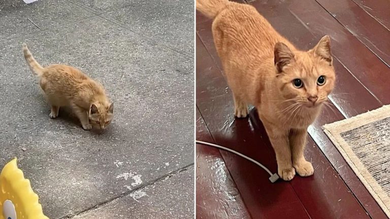 pregnant cat