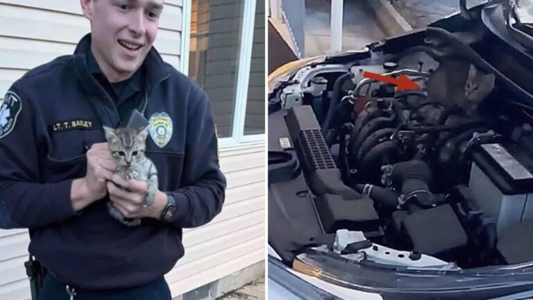 New Jersey Man Opens Car Hood And Discovers Two Tiny Kittens Huddled Inside