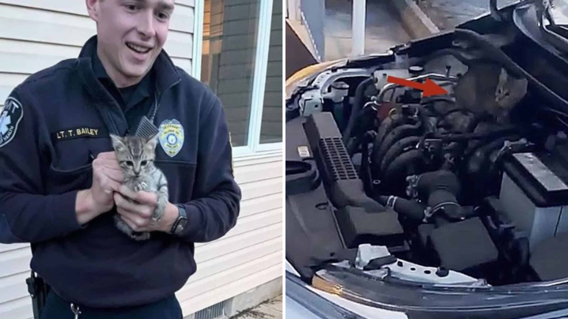New Jersey Man Opens Car Hood And Discovers Two Tiny Kittens Huddled Inside