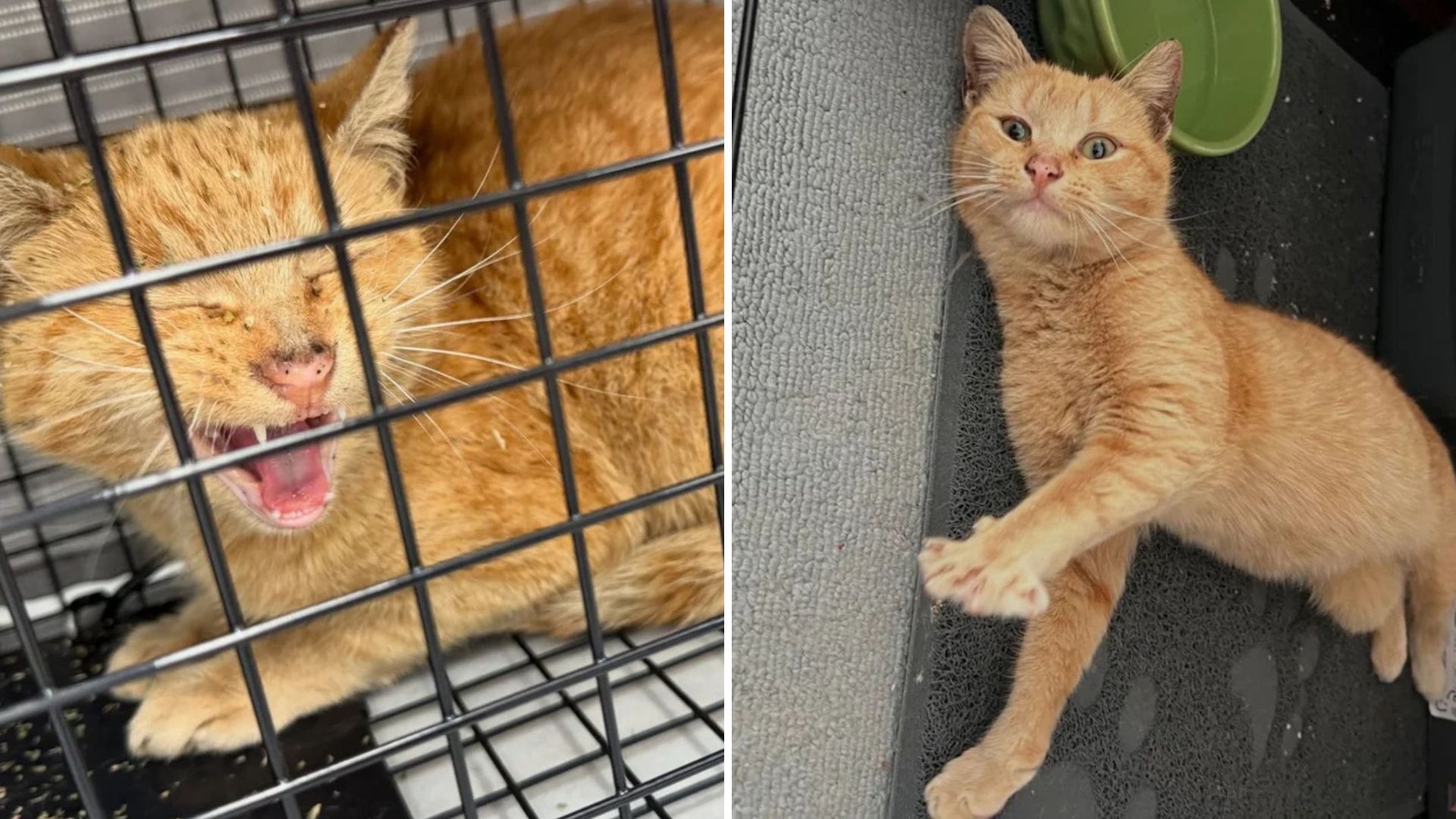 New York Rescue Mission For Pregnant Cat Takes An Unexpected Turn