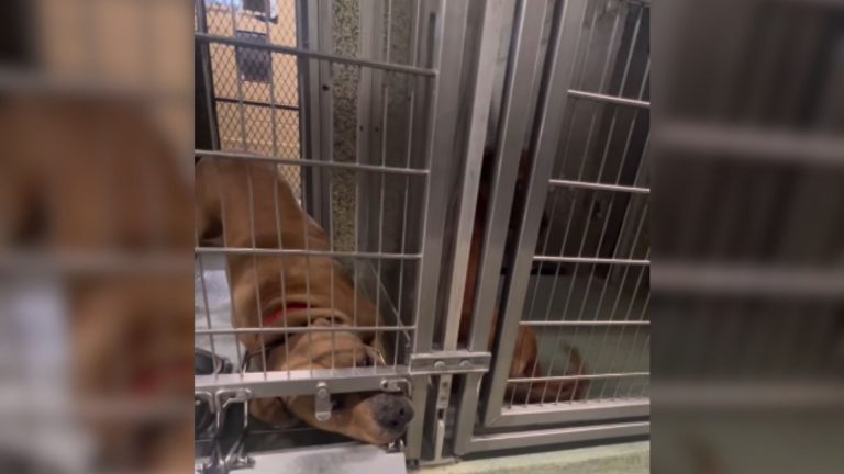 Shelter dog