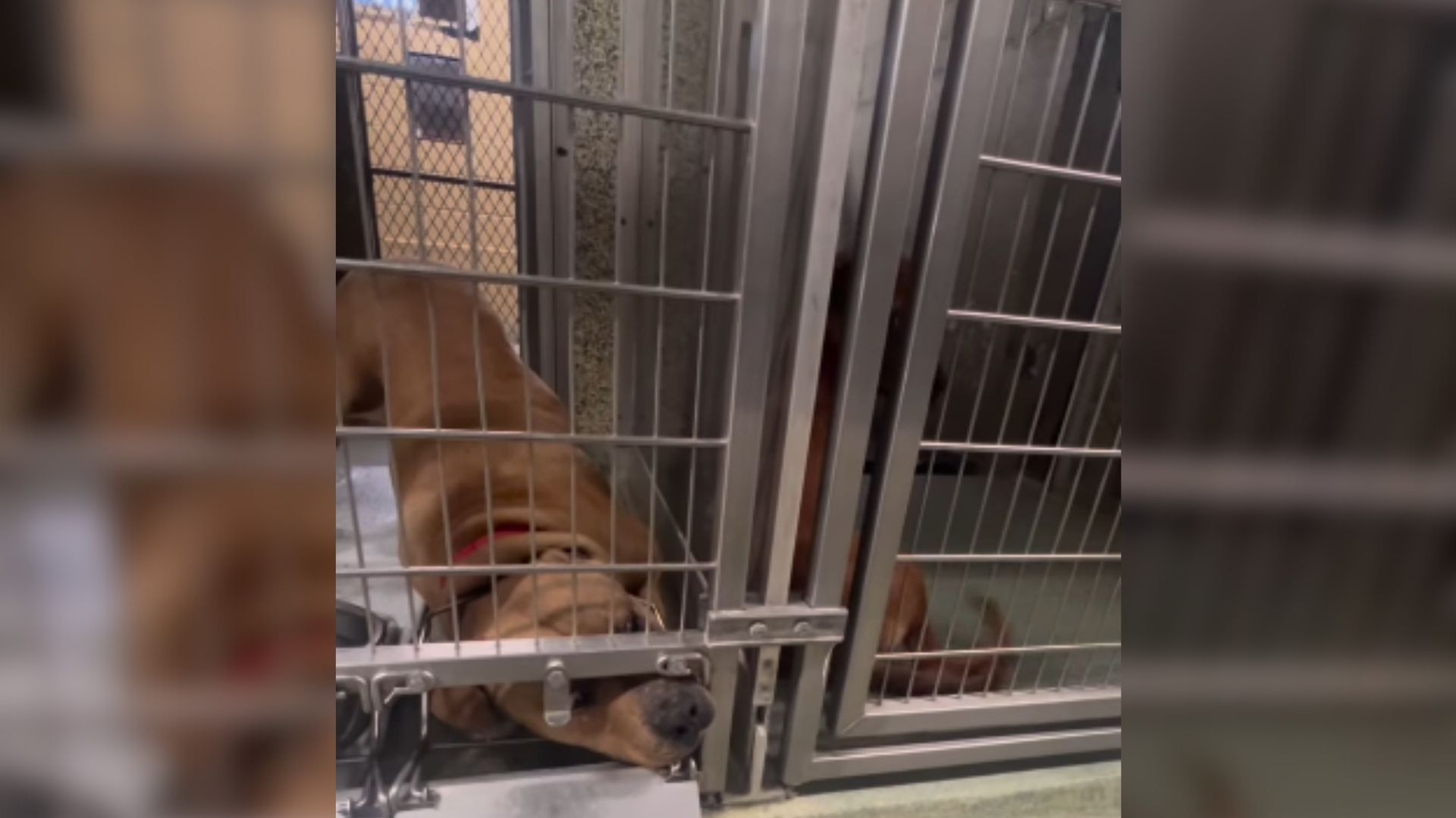 Shelter dog