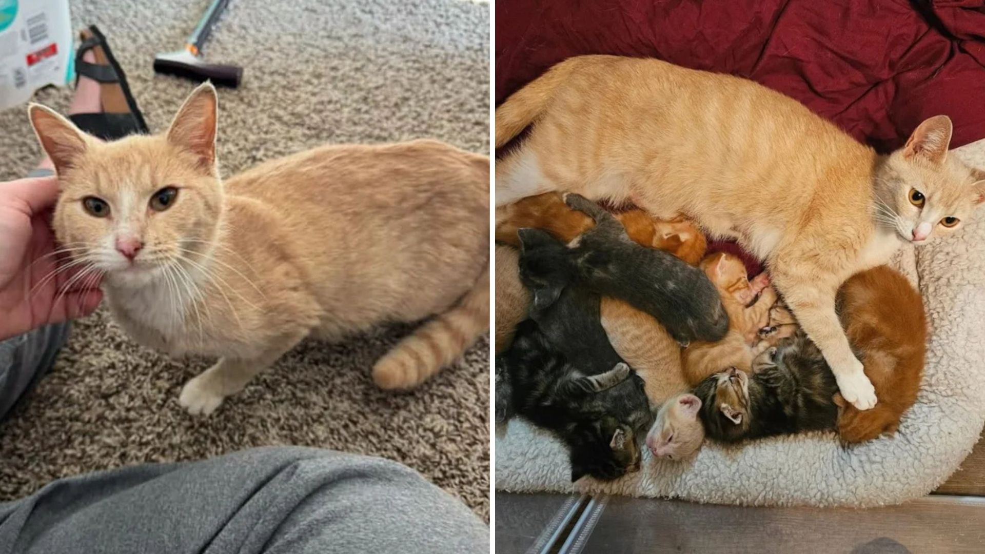 North Alabama Cat Who Lost Her Babies Gets A Second Chance At Motherhood