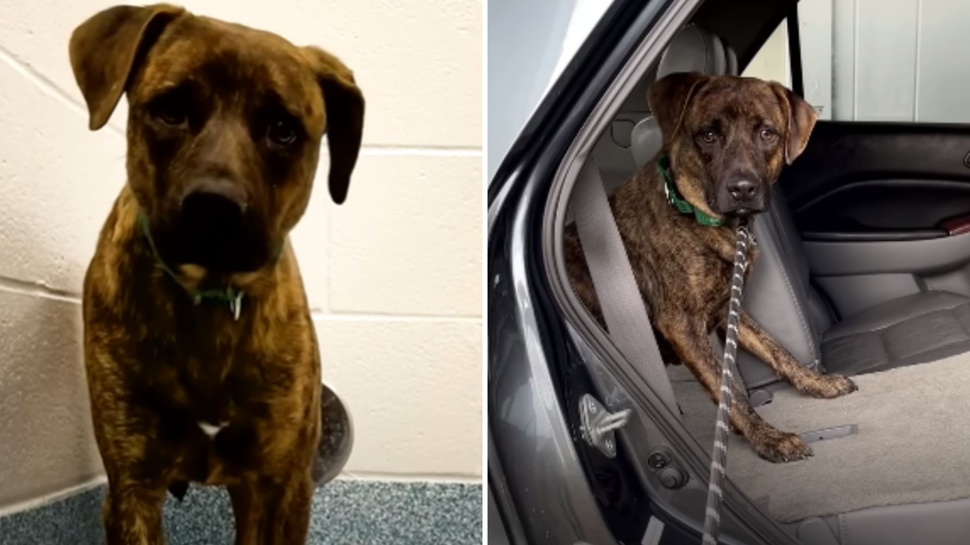 North Carolina Dog Labeled Aggressive Saved From Euthanasia By Hero