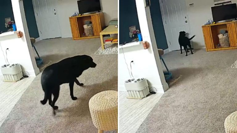 dog on camera
