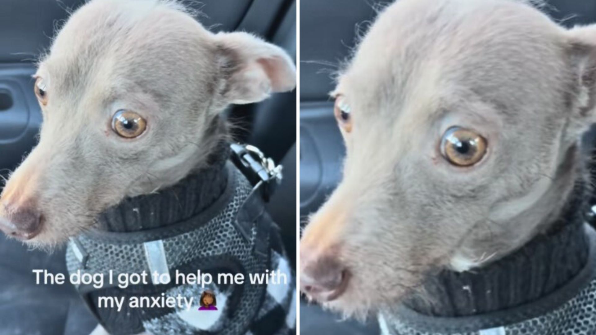 North Carolina Woman Welcomes Dog For Emotional Support, But He Ends Up Needing Her More