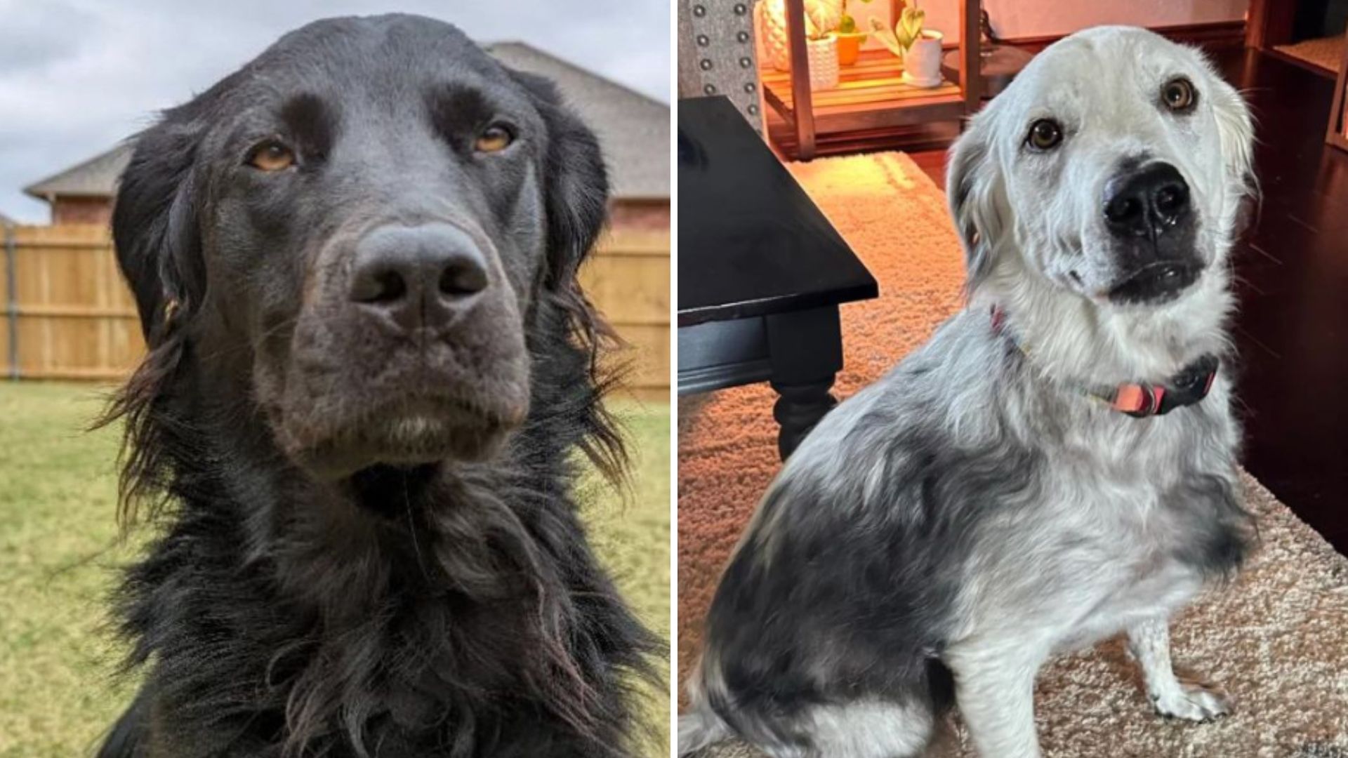 Oklahoma Man Stunned As His Labrador Changes To Completely White In Just 2.5 Years
