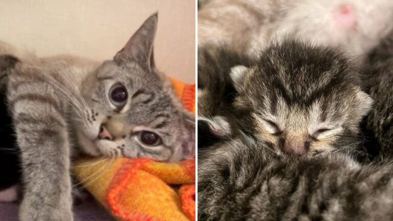 Oregon Woman Walks Into Her House And Discovers Six Surprising Furry Guests