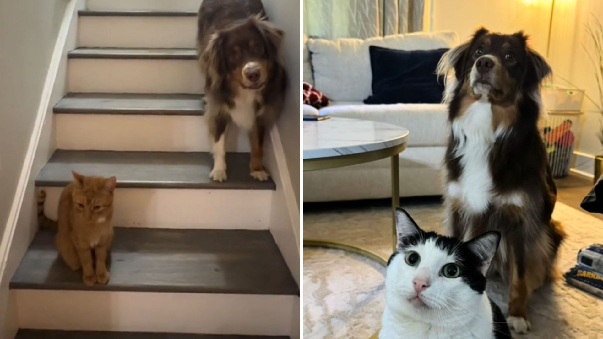 Orlando Pup Refuses To Walk Past Ginger Cat, Gets VIP Escort From Brave Cat Sibling