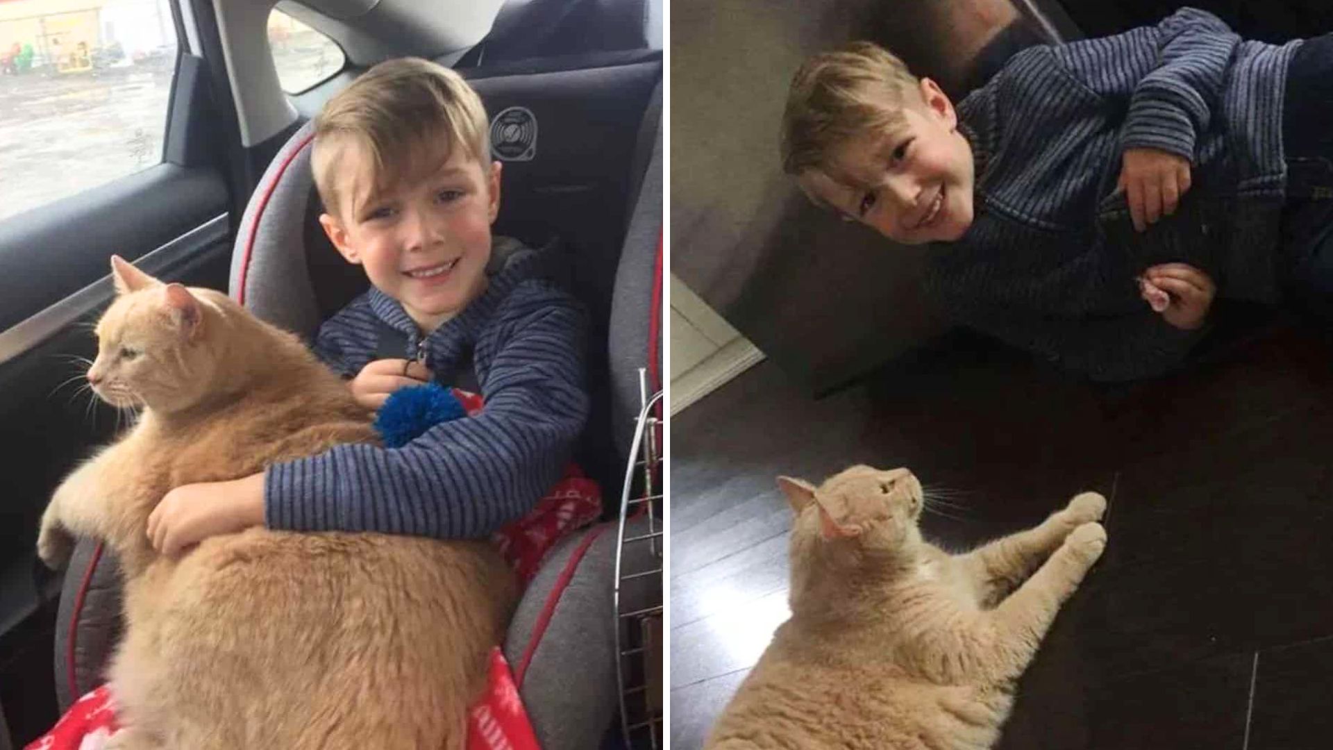 Out Of All The Cats In The Shelter, A Young Boy Picks The One No One Else Would