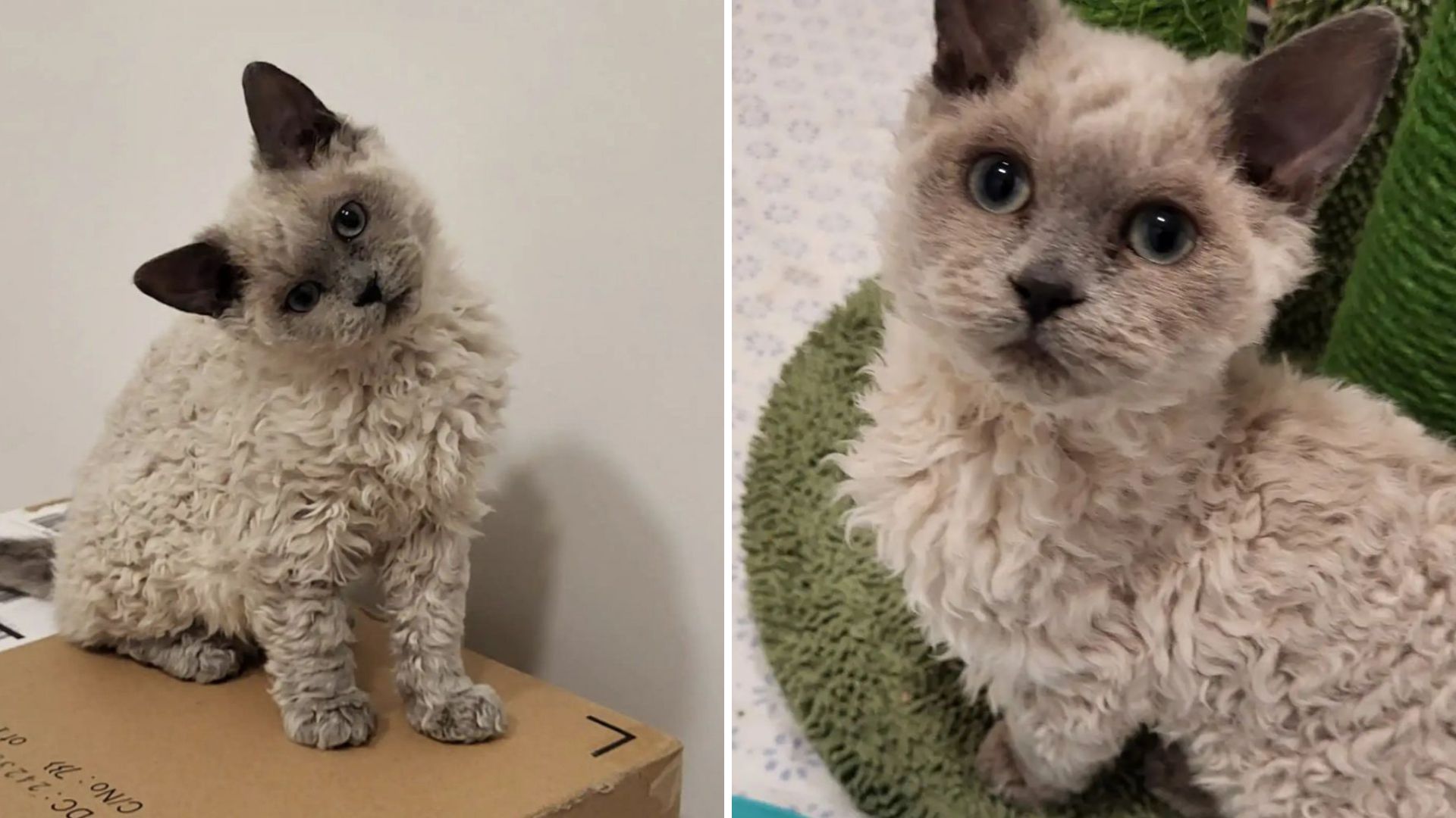 Over 50 Families Apply To Adopt Two Special Kittens At Massachusetts Shelter