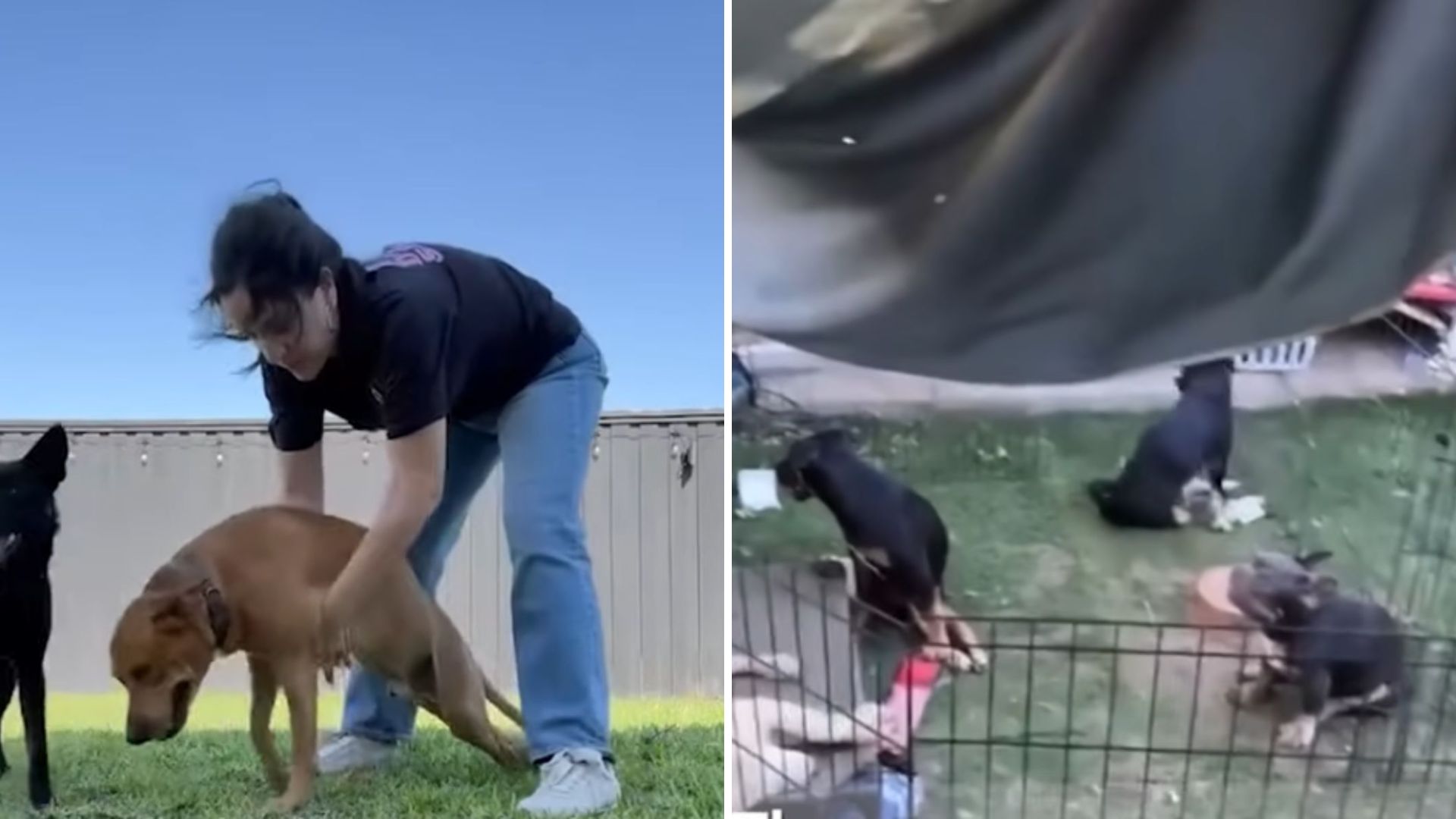 paralyzed dog
