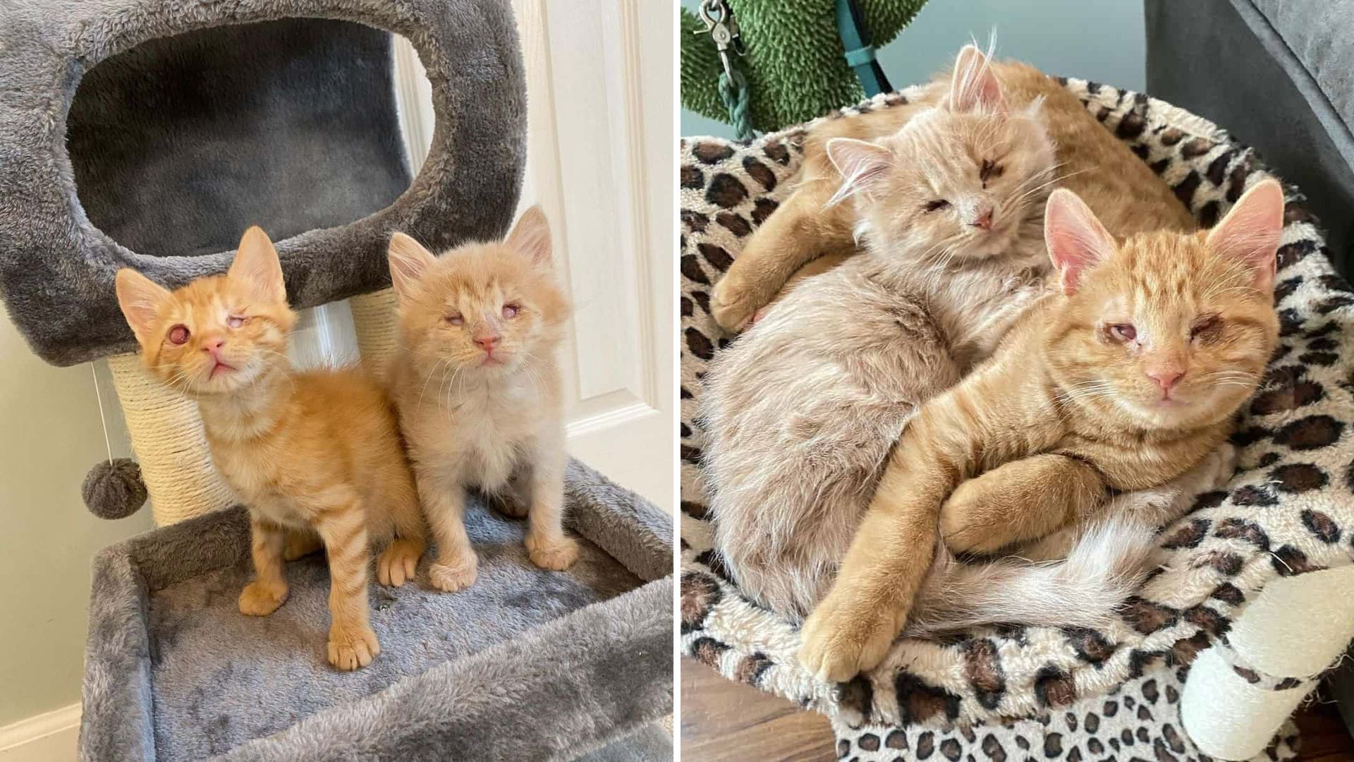 Pennsylvania Blind Kittens Can’t Stand Being Apart And Have A Way To Locate Each Other