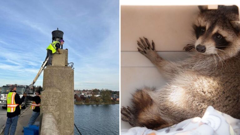 Pennsylvania Bridge Rescue Turns Urgent As Trapped Animal Falls Into River
