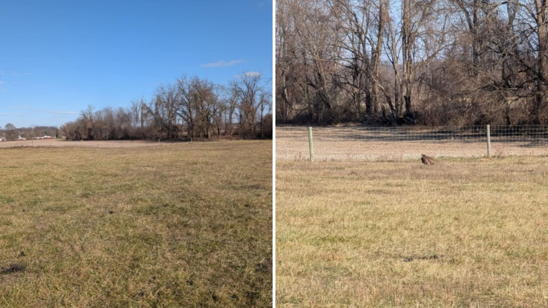 Pennsylvania Family Stunned By Mysterious Creature In Their Field