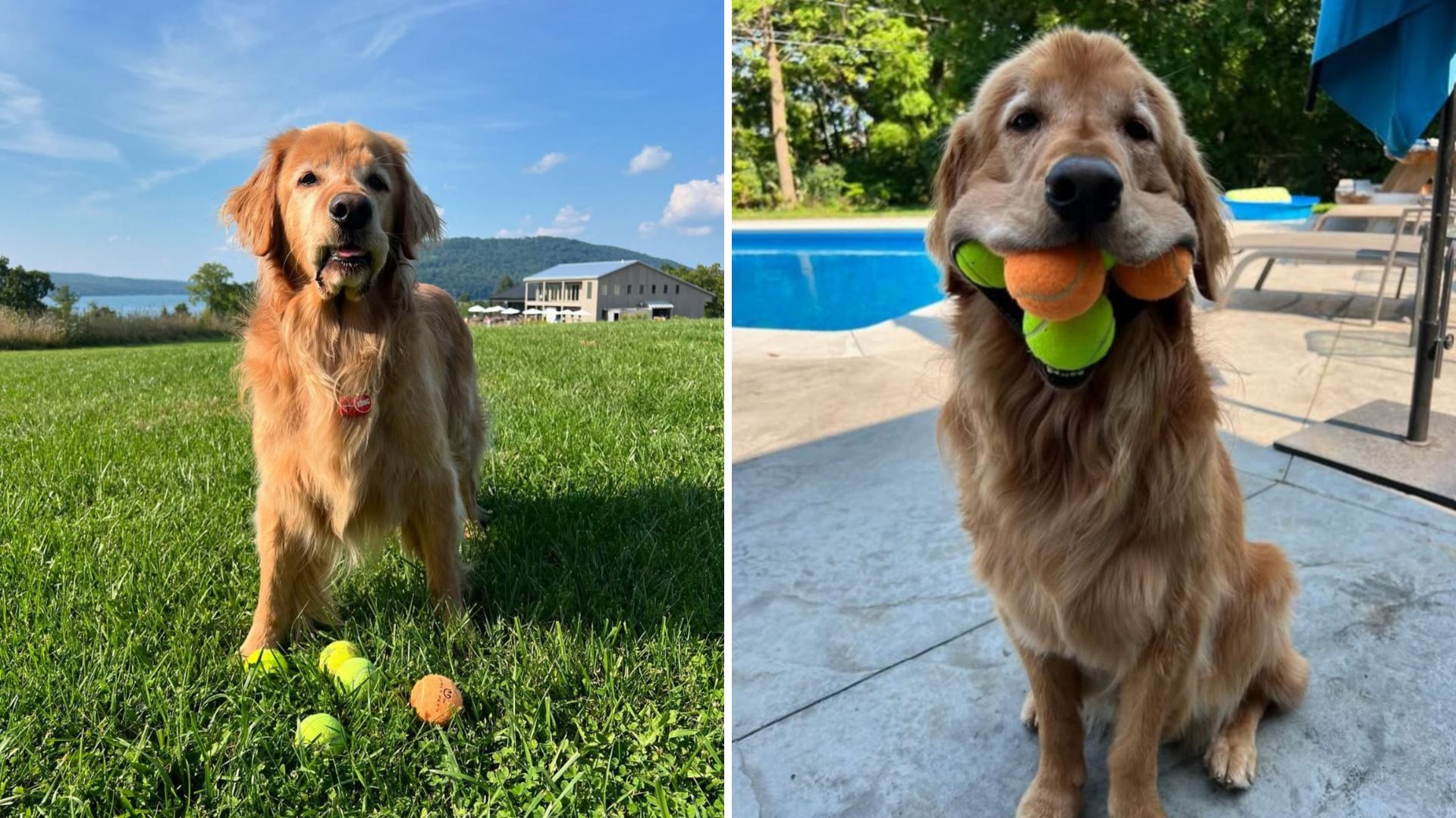Prepare To Be Amazed By What This New York Golden Retriever Can Do