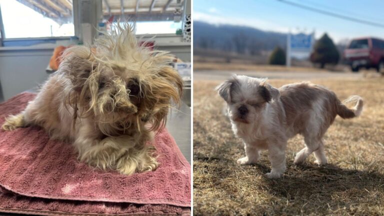 Rescue Pup In Pennsylvania Gets A Life-Changing Makeover, But Heartbreaking News Follows
