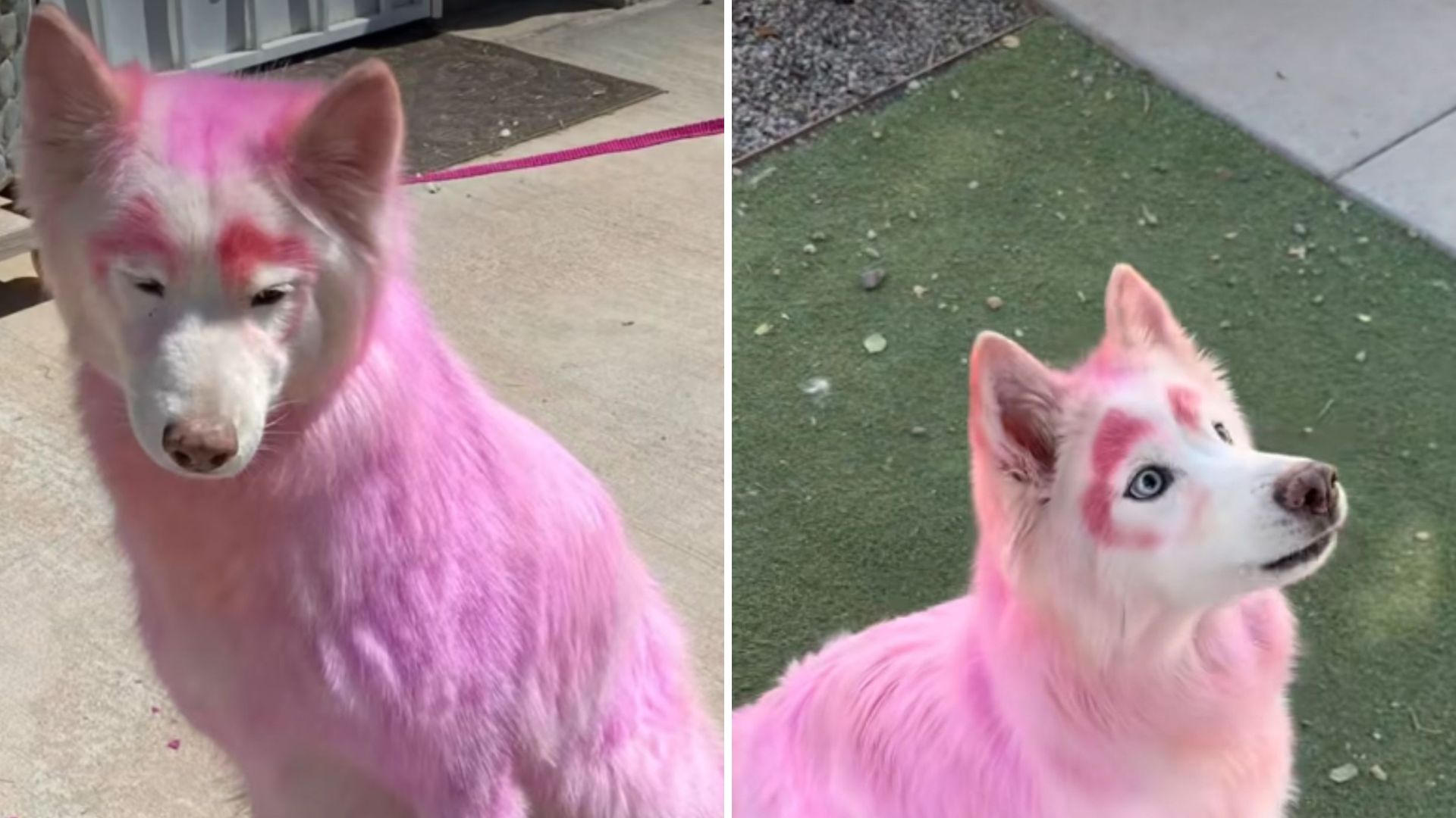 Rescuers From Arizona Save A Dog With Pink Fur From The Streets
