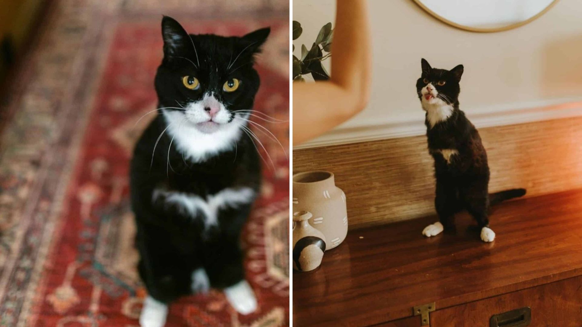 Salt Lake City Kitty Who Struggled All His Life Now Thrives Despite Missing Front Legs