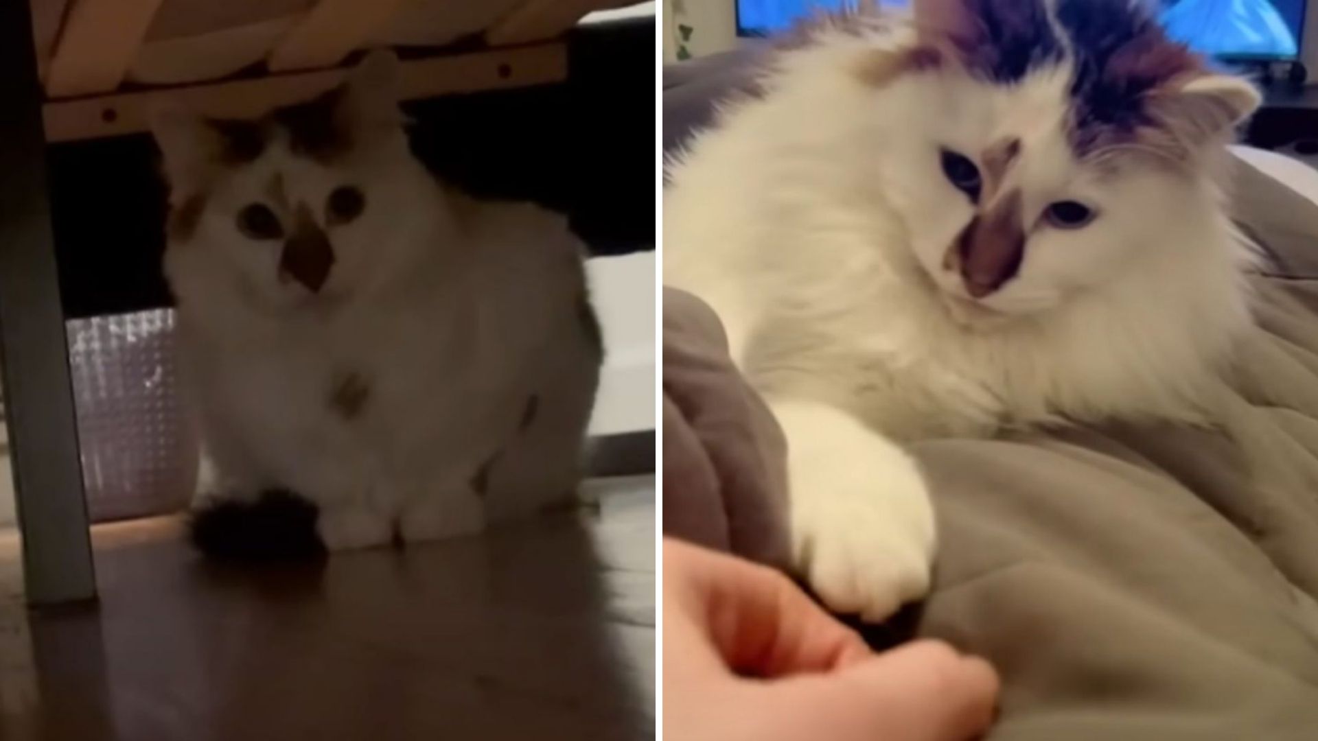 Scared Shelter Cat Hides From Her New Owner Until One Day Everything Changes
