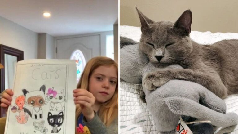 Seattle Family Adopts Cats That Resemble Daughter’s Beloved Stuffed Animals