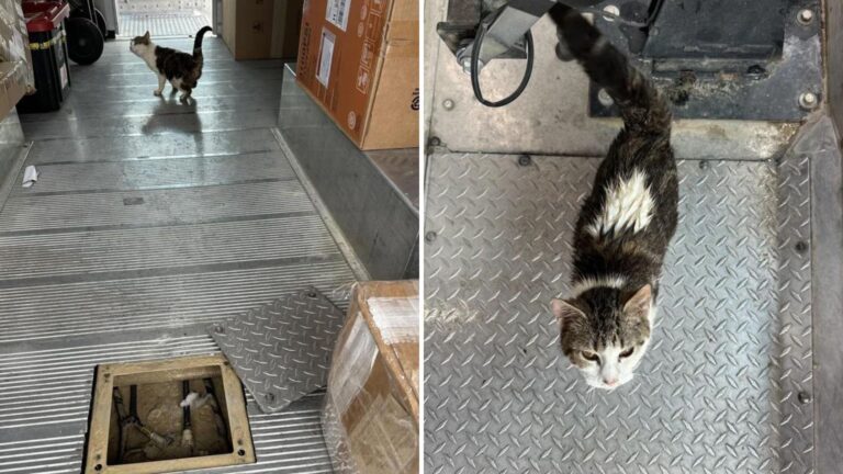 Shocking Discovery In UPS Truck Startles Illinois Driver After Hearing Odd Sounds