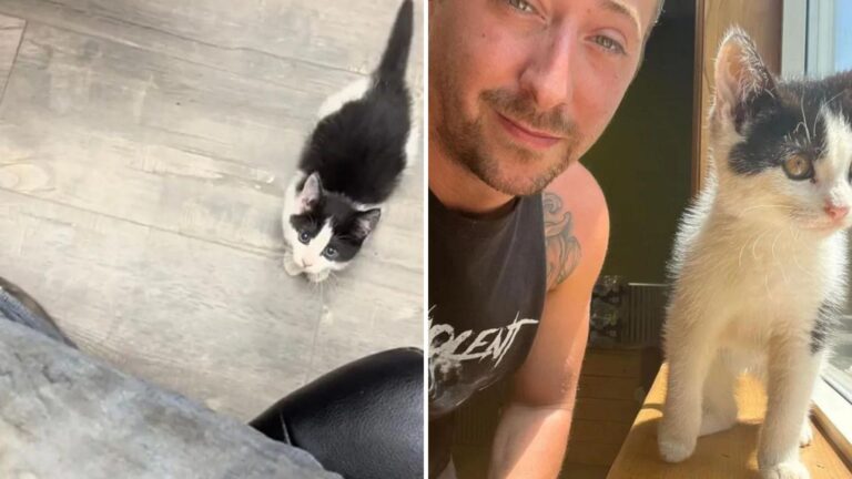 Small Abandoned Kitten From Virginia Follows Two Man And Ends Up In An Unexpected Position
