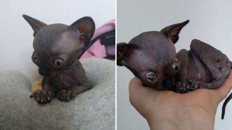 Sphynx Kitten Branded ‘Unworthy’ Finds Someone Who Sees Her True Beauty
