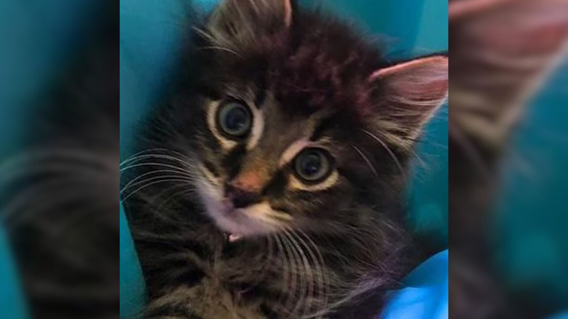 Stray Kitten Walks Into Pittsburgh Office And Wins Over Future Mom