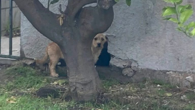 dog behind tree