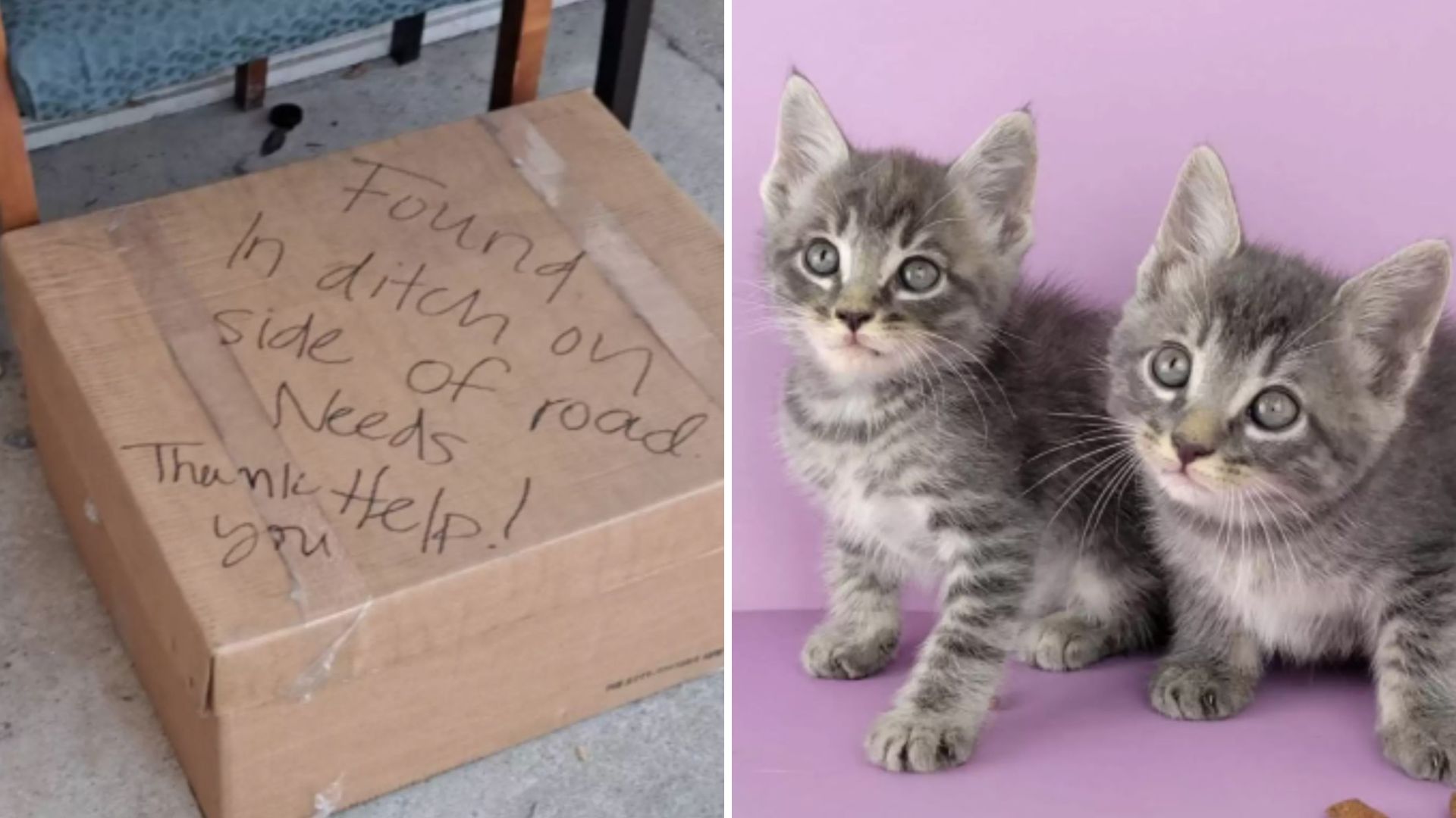 Tennessee Rescuer Witnesses Car Dump Box Containing A Heartbreaking Note