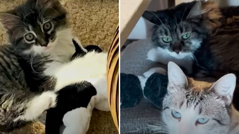 Texas Cat Who Adores His Stuffed Animal Finally Gets A Real Sister
