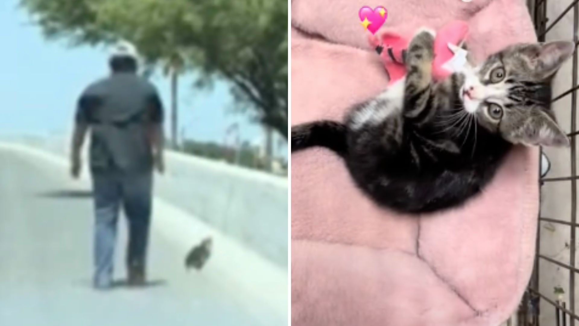 tiny kitten