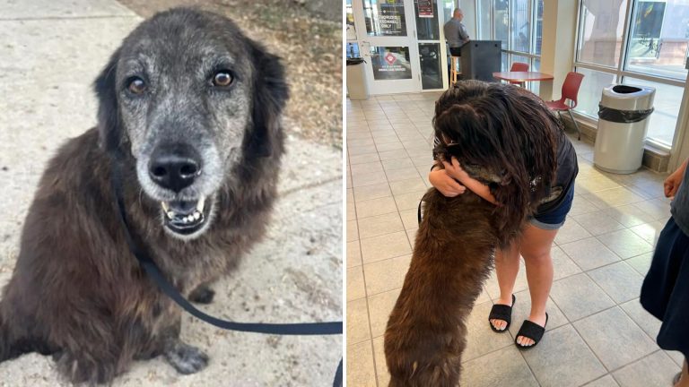 lost dog