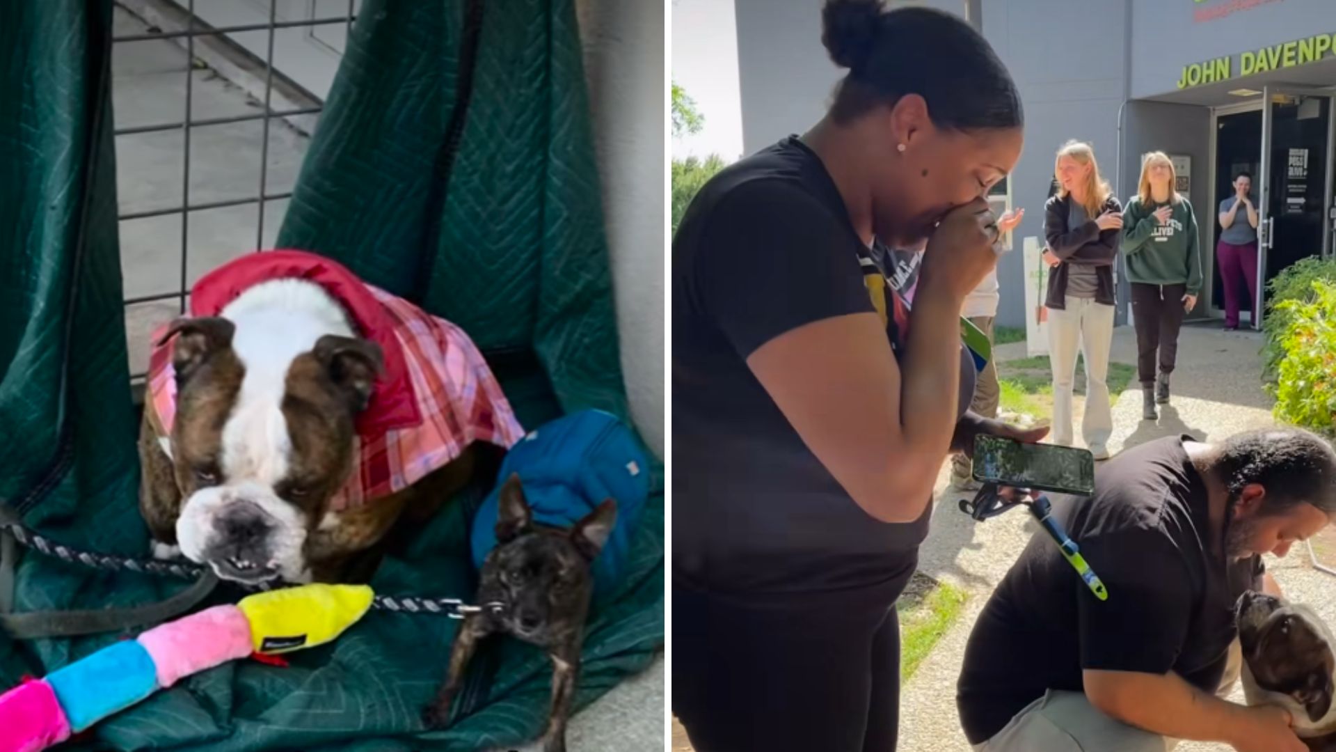 Shelter dog and woman