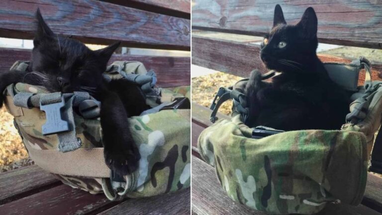 Texas Soldier’s Helmet Becomes Safe Haven For Stray Kitten