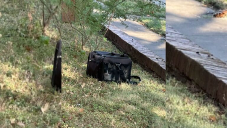 Texas Woman Finds A Mysterious Bag In Her Yard And Is Shocked By What She Sees Inside