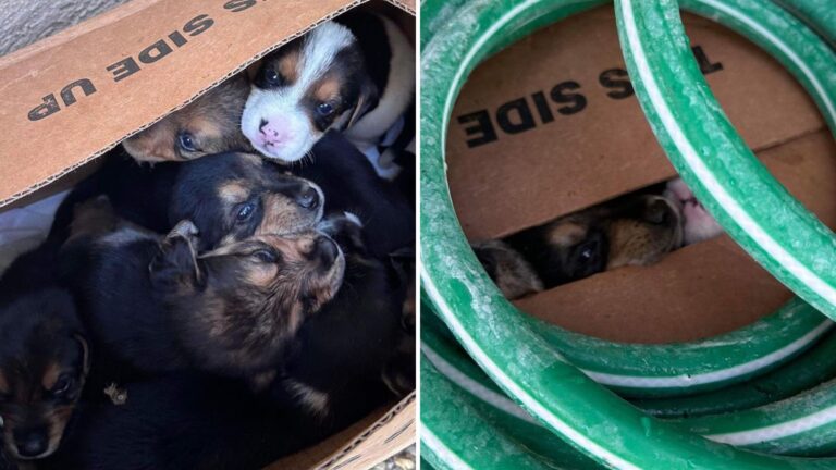 Texas Woman Stumbles Upon Cardboard Box Filled With Abandoned Puppies