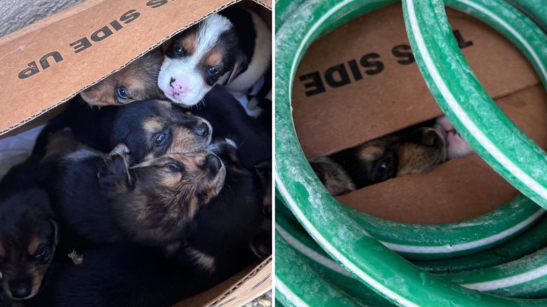 Texas Woman Stumbles Upon Cardboard Box Filled With Abandoned Puppies