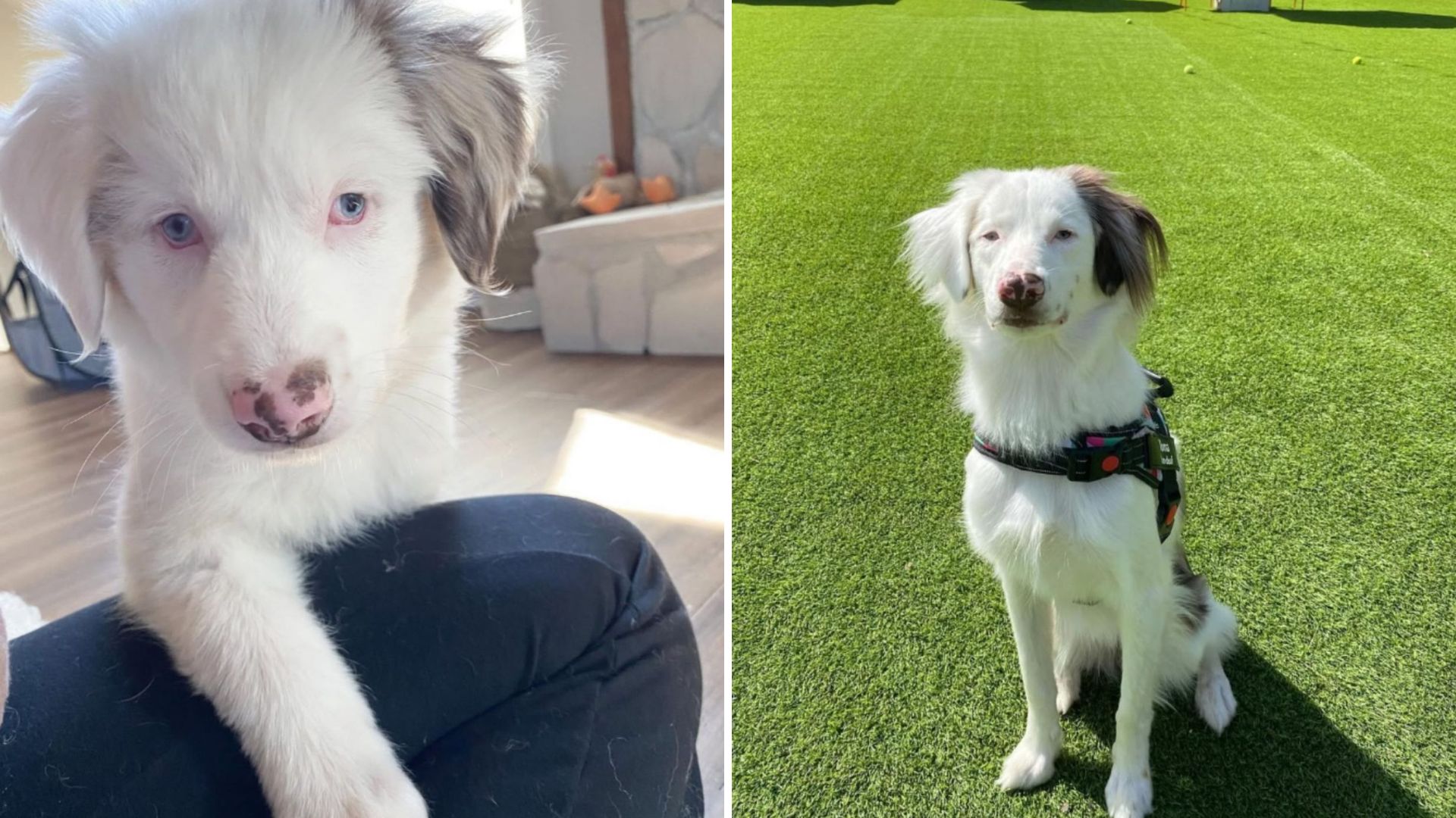 This Puppy From Atlanta Was Almost Euthanized For The Most Bizarre Reason