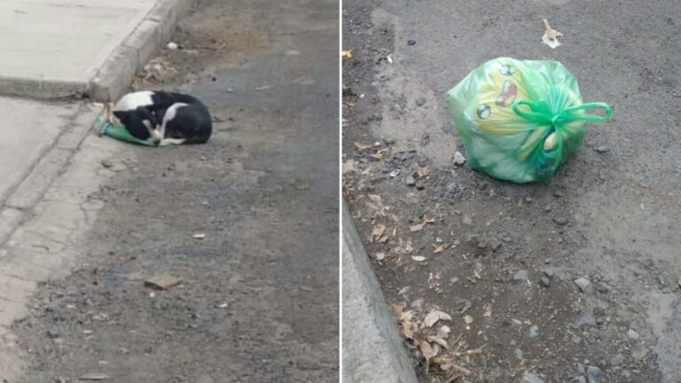dog abandoned on the street