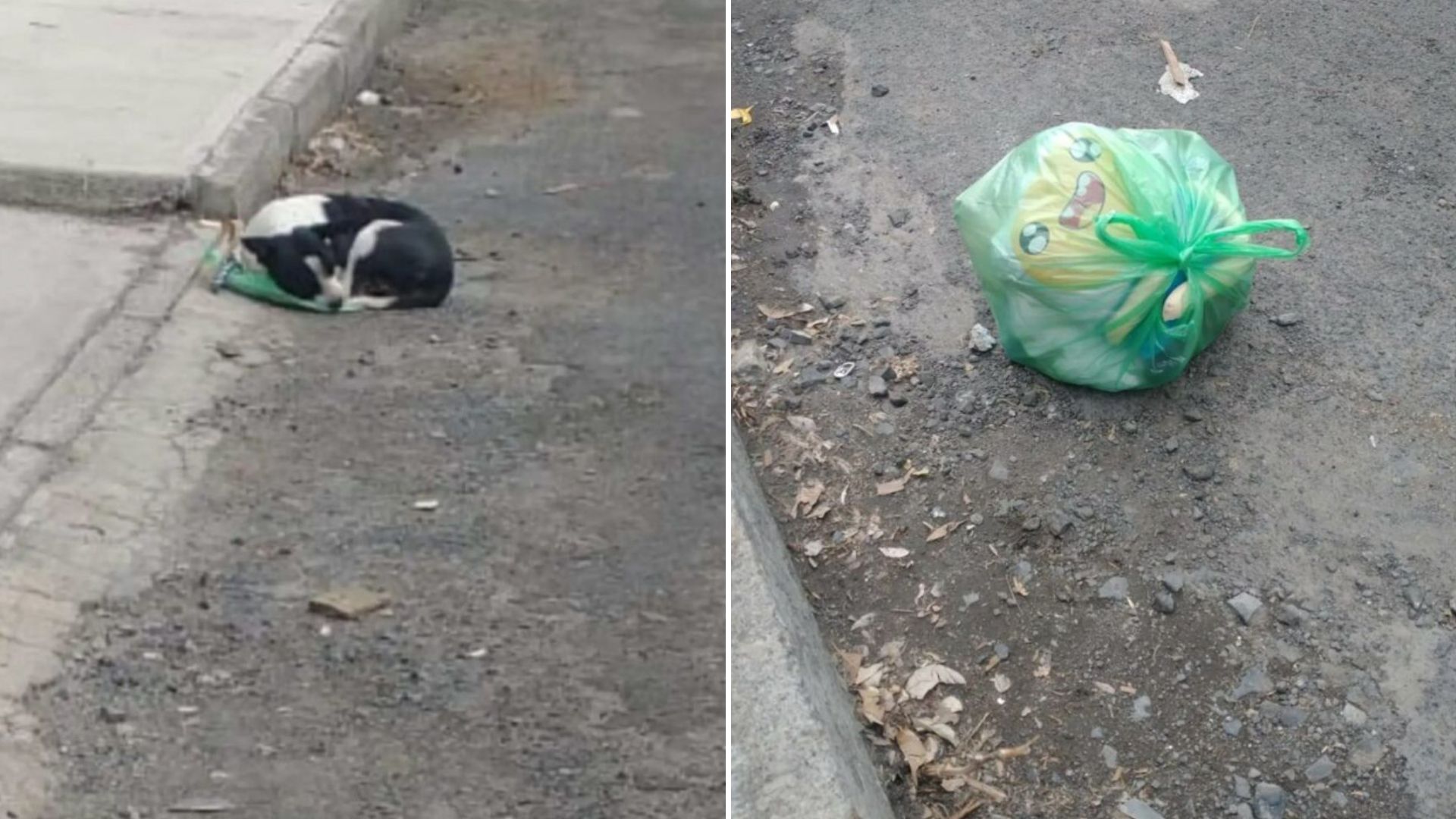 dog abandoned on the street