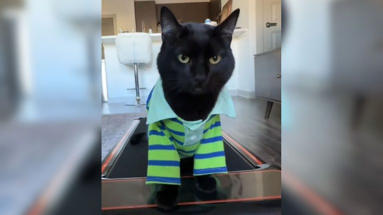 cat on treadmill