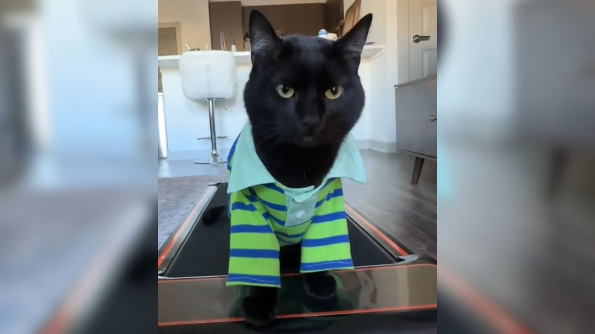cat on treadmill